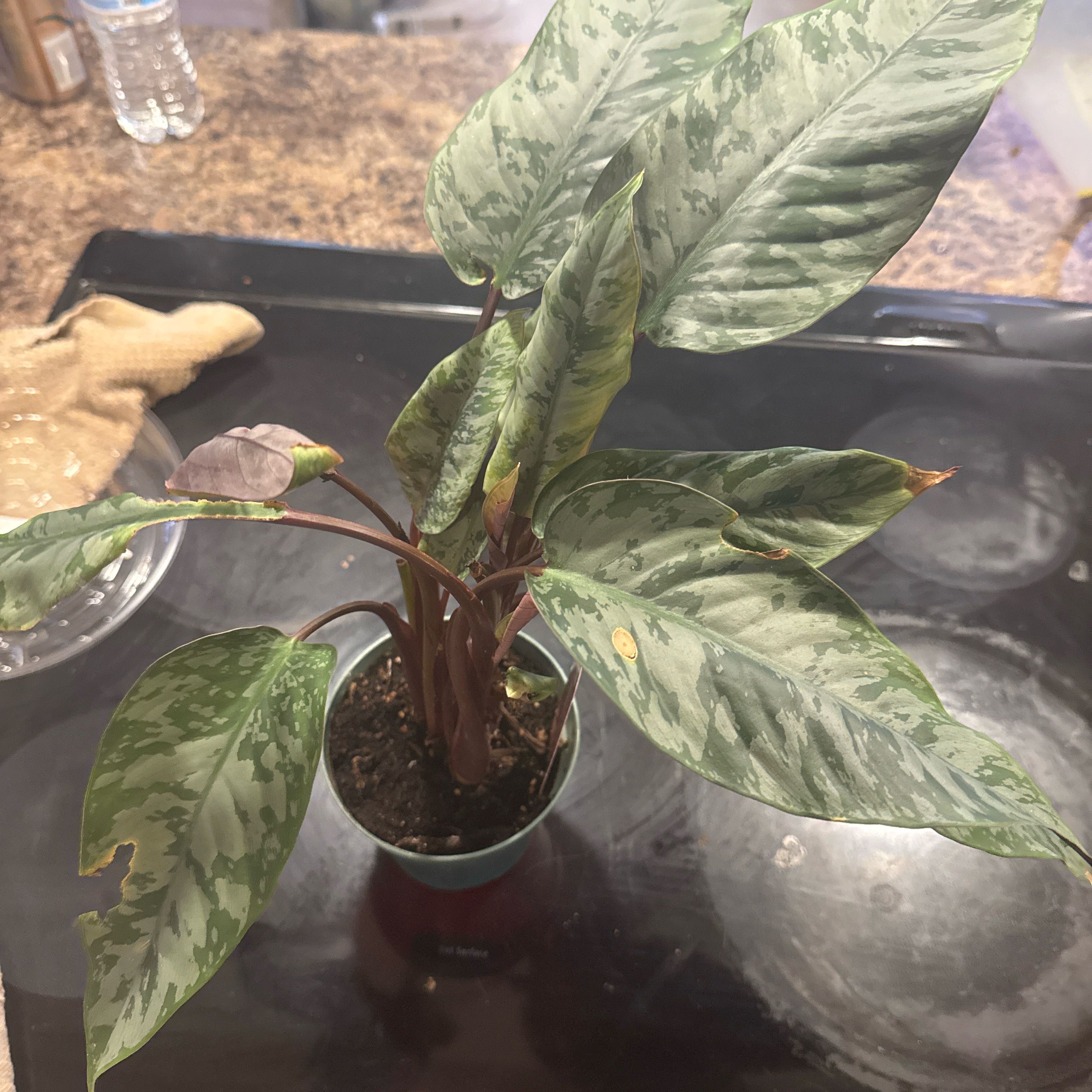 Photo of the plant species Apoballis Red Sword by @Dnomyar named KKKK. Apoballis on Greg, the plant care app
