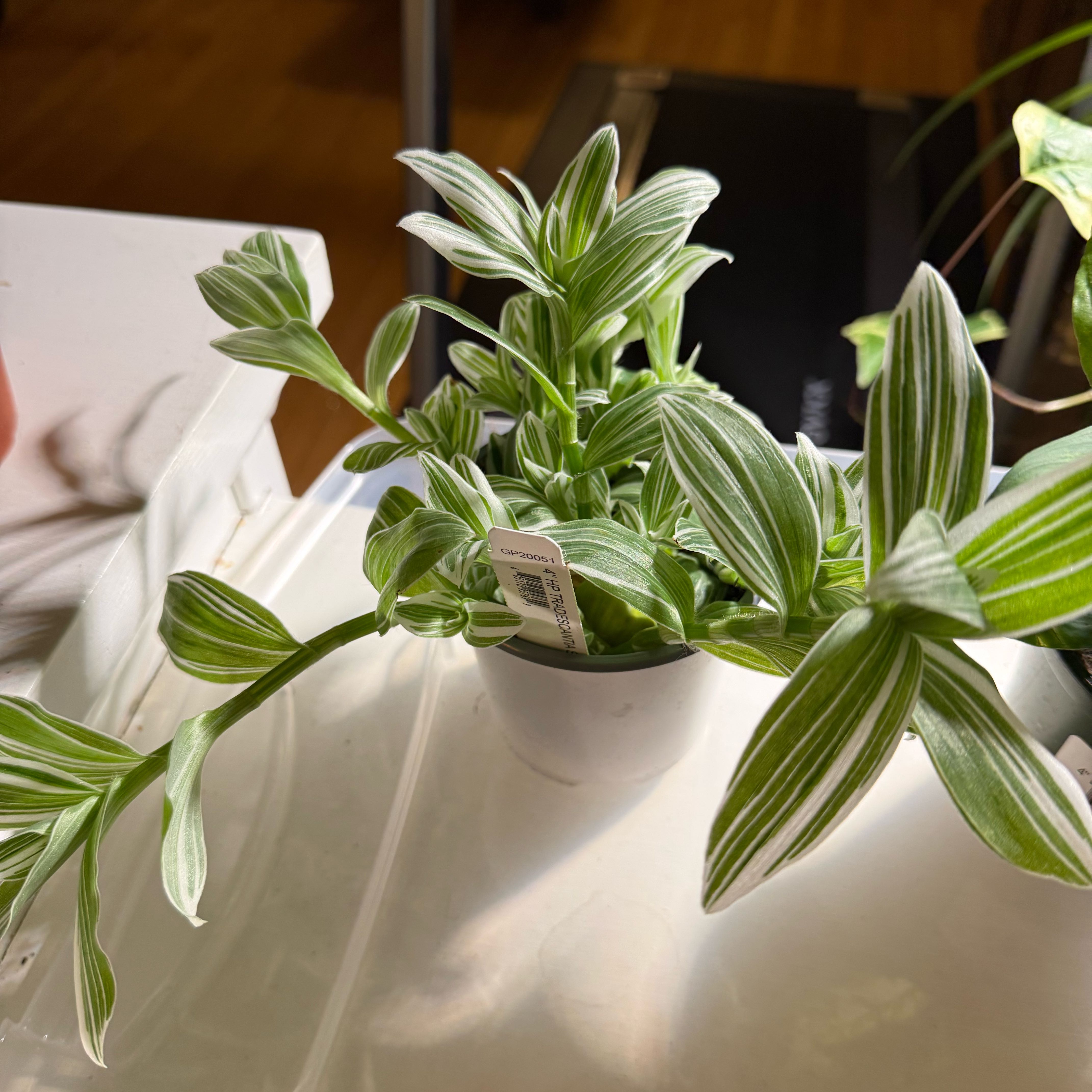 Photo of the plant species Tradescantia 'Sanna' by @Dnomyar named D^5. Tradescantia Sanna on Greg, the plant care app