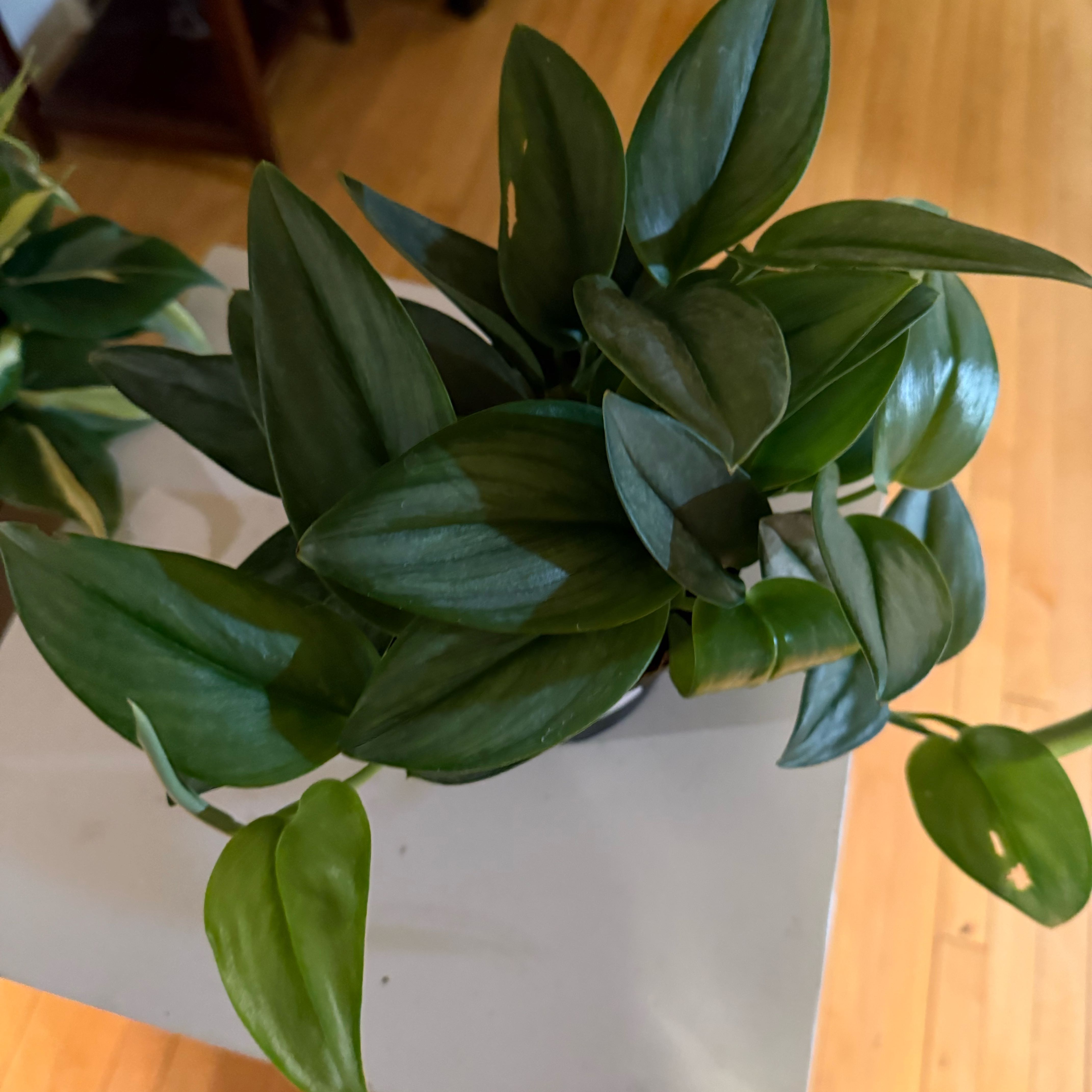 Photo of the plant species Sterling Silver by @Dnomyar named YYYY. Scindapsus Sterling Silver on Greg, the plant care app