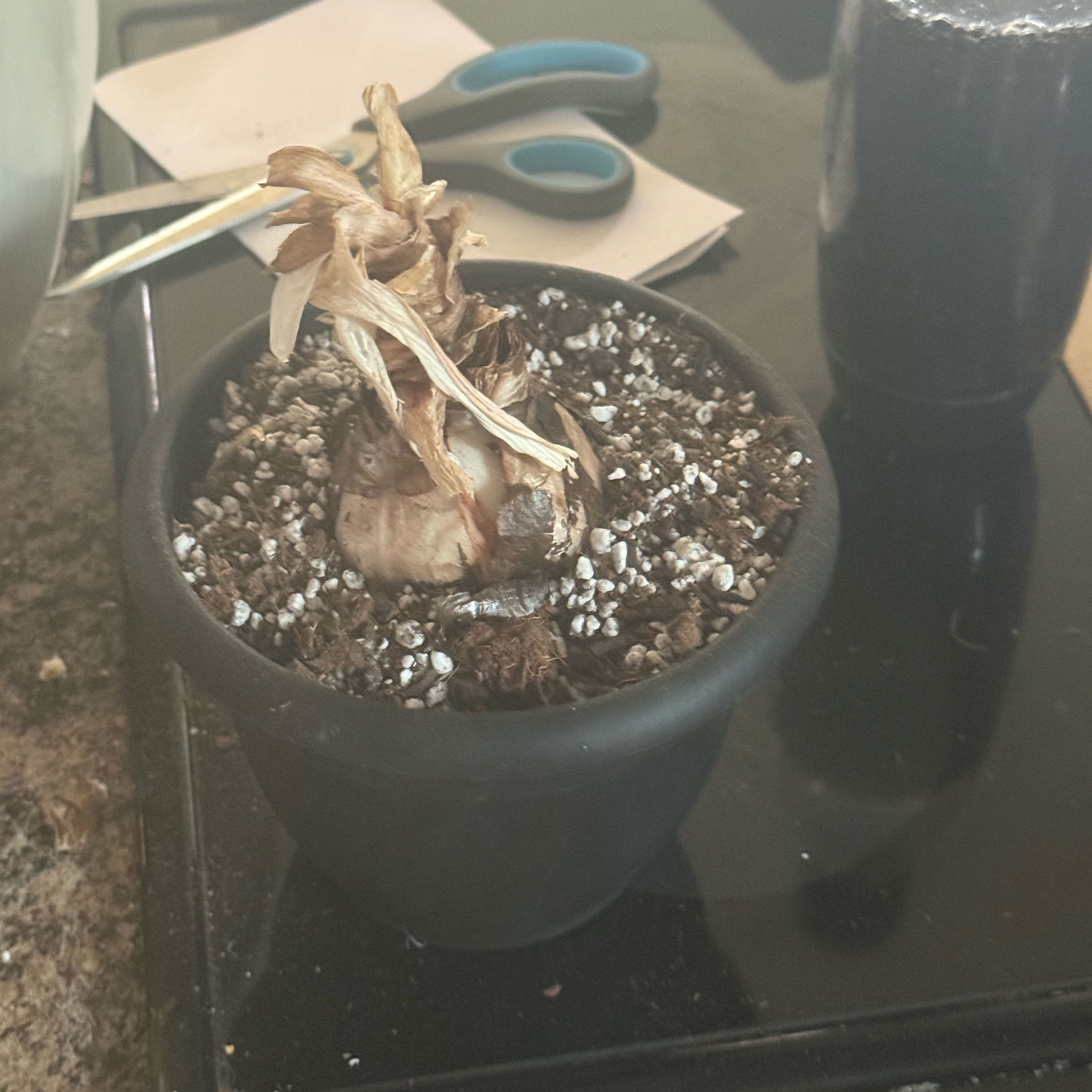 Photo of the plant species Amaryllis 'Marquis' by @Dnomyar named BB. Amaryllis- Marquis on Greg, the plant care app