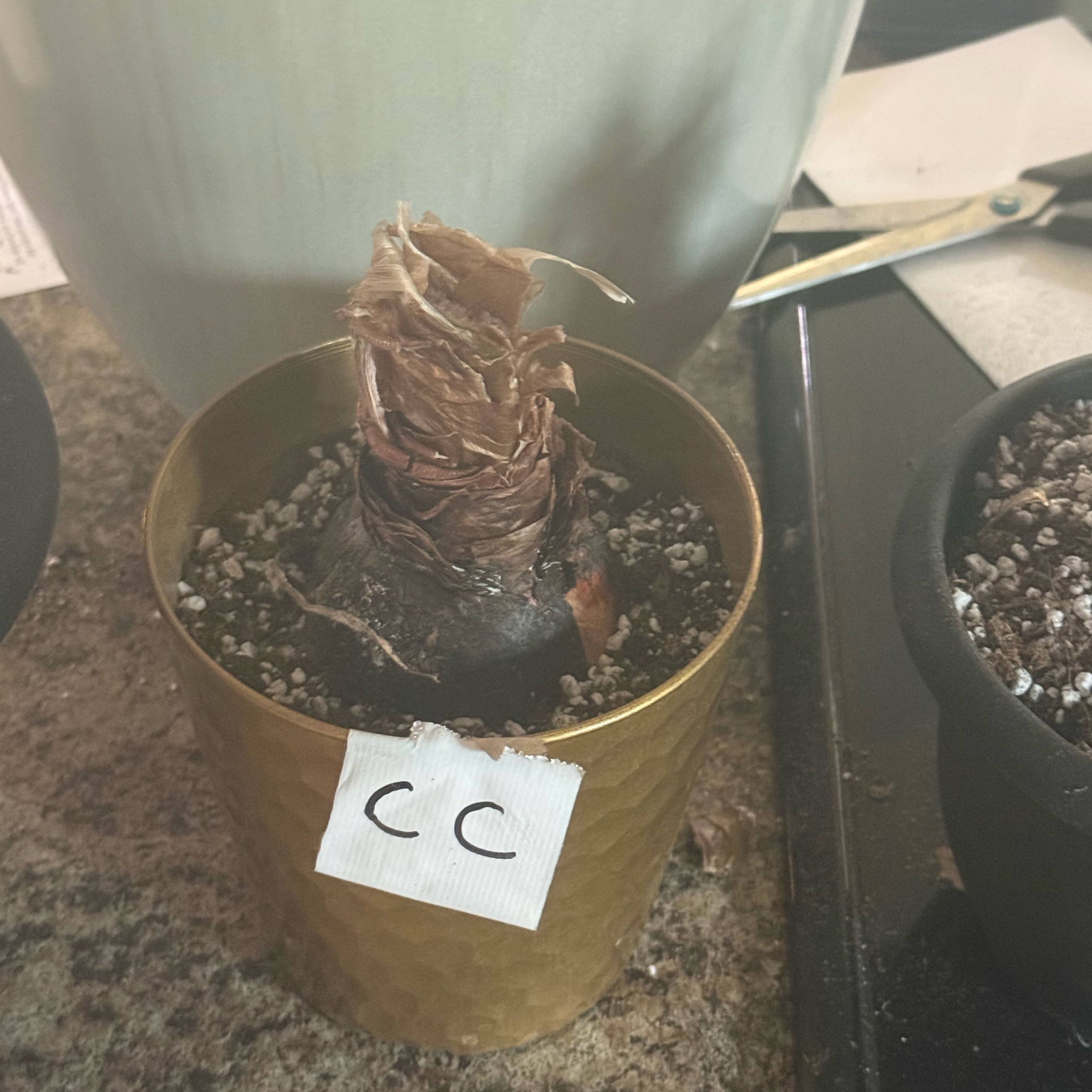 Photo of the plant species Amaryllis 'Glee' by @Dnomyar named CC. Amaryllis- Glee on Greg, the plant care app