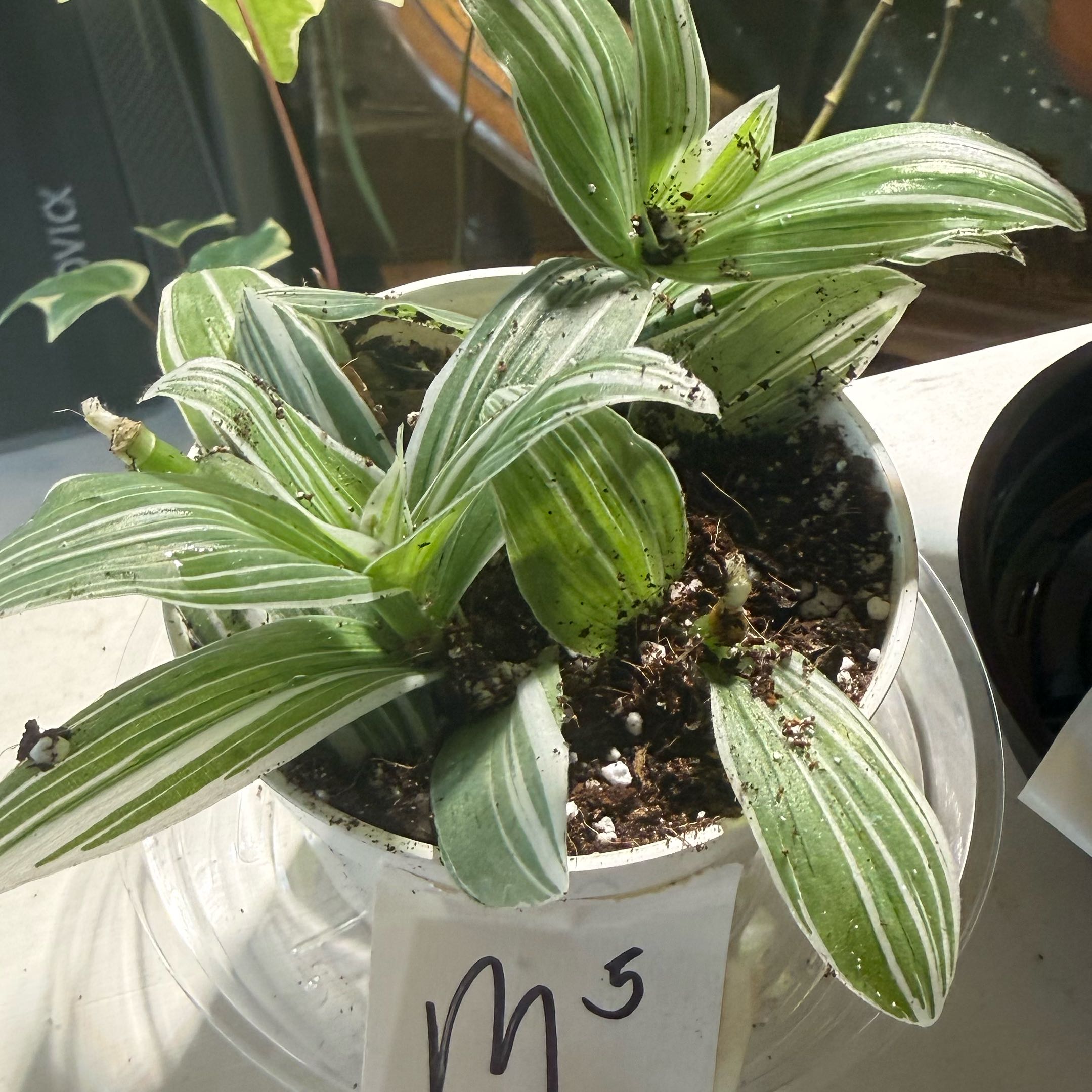 Photo of the plant species Tradescantia 'Sanna' by @Dnomyar named M^5. Tradescantia Sanna 2 on Greg, the plant care app