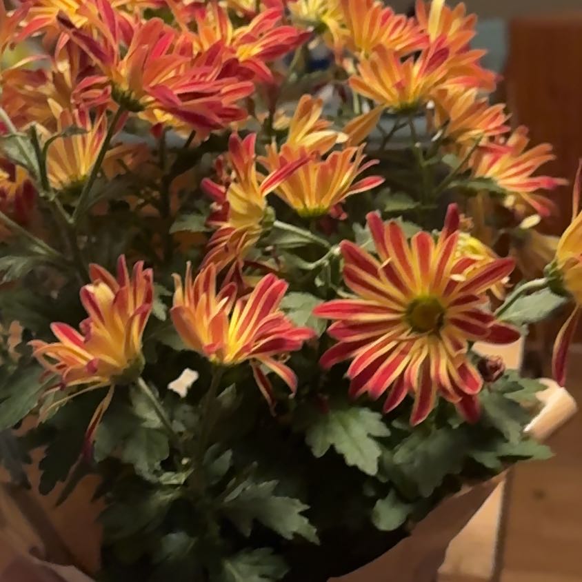 Photo of the plant species Point Pelee Mum by @MarvelFeverfew named Zeus on Greg, the plant care app