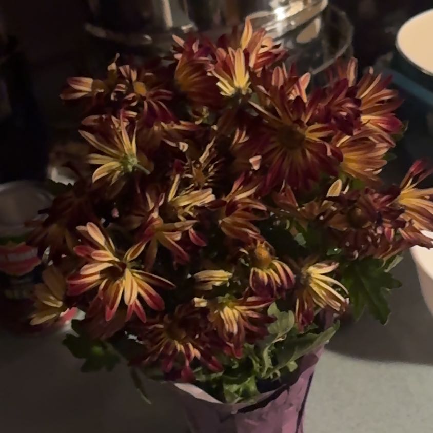 Photo of the plant species Point Pelee Mum by @MarvelFeverfew named Sahara on Greg, the plant care app