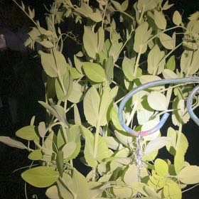 Photo of the plant species Snow Peas by @SmileyPhlox named Homer on Greg, the plant care app
