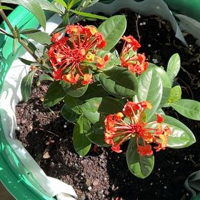Photo of the plant species Ixora 'Maui Red' by @CleanFicusruby named Christīan on Greg, the plant care app
