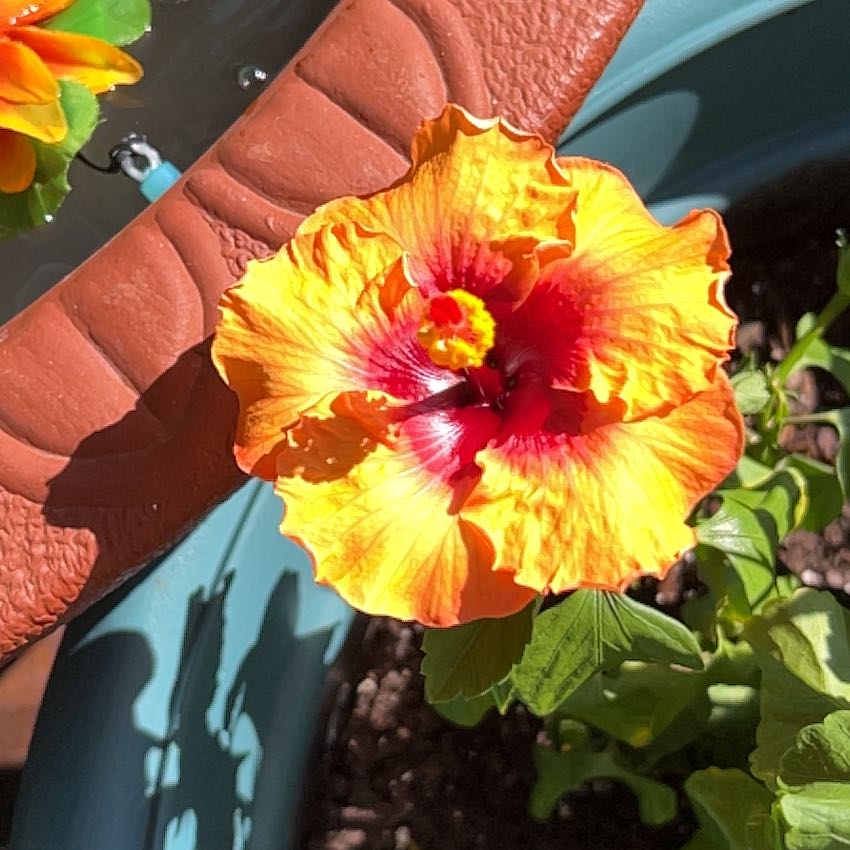 Photo of the plant species Hollywood Hibiscus 'Disco Diva' by @CleanFicusruby named Michelle on Greg, the plant care app
