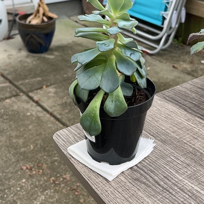 Photo of the plant species Echeveria 'Galaxy Blue' by @WillSoftbrome named Kesha on Greg, the plant care app