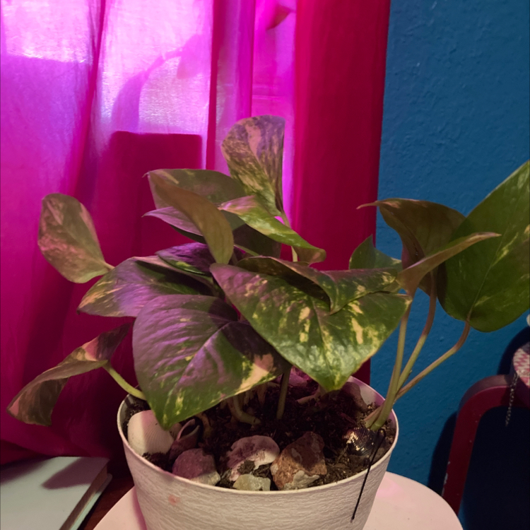 Taro Vine plant photo by @GraceC named Harmony on Greg, the plant care app.