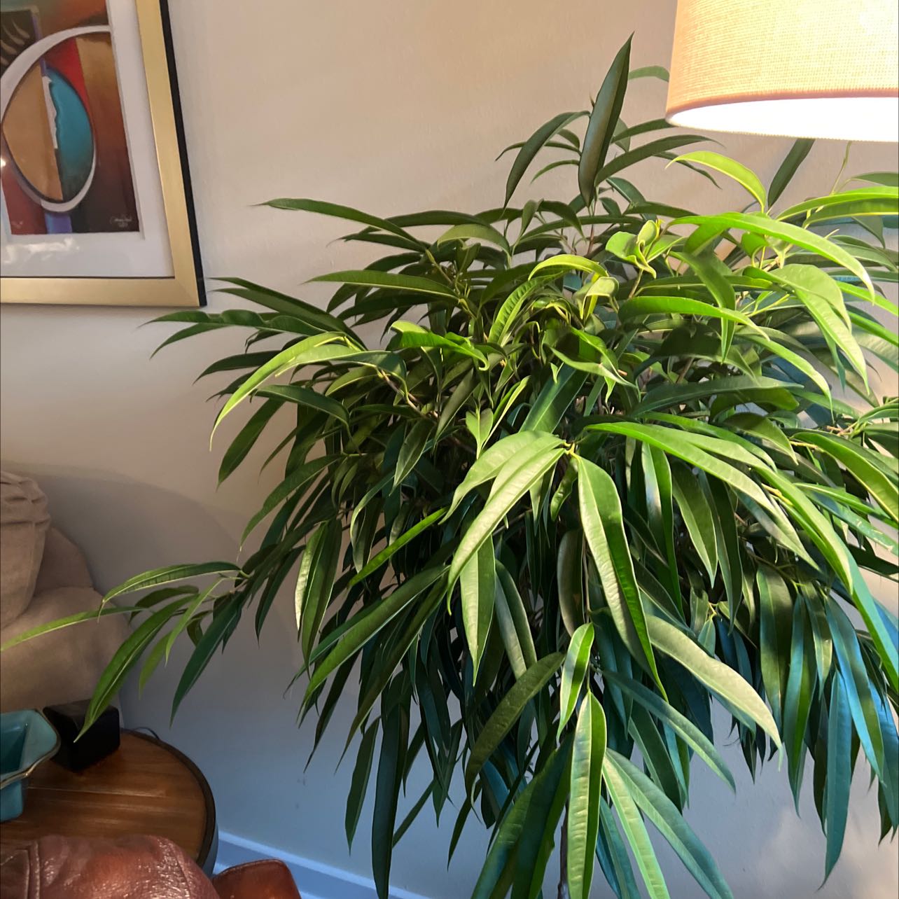 Ficus Alii plant indoors with long, narrow green leaves and slight yellowing.