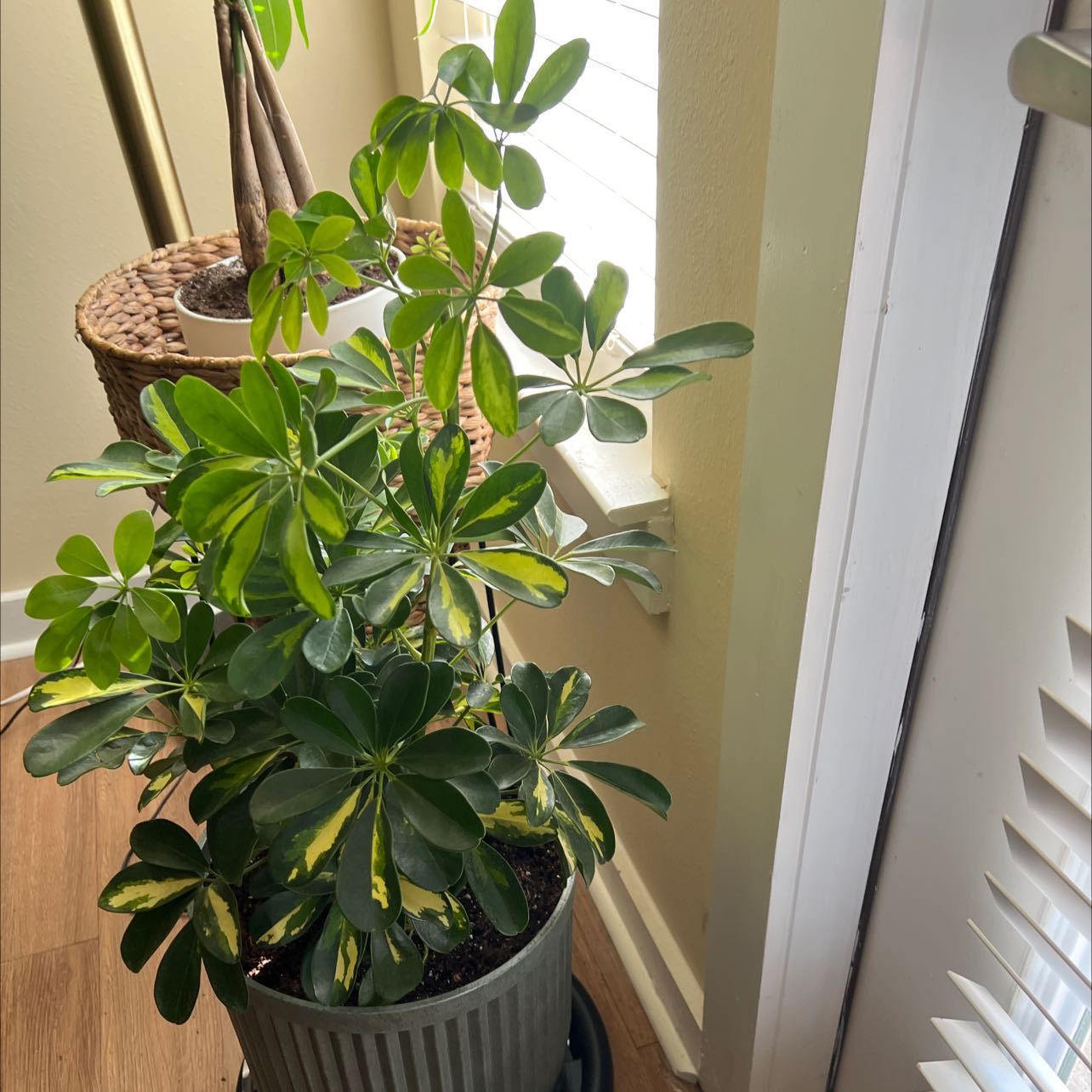 Photo of the plant species Dwarf Umbrella Tree by Sharon named Britney on Greg, the plant care app