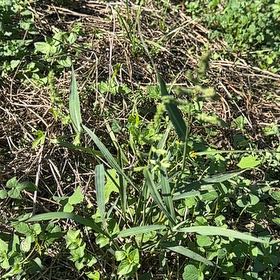 Photo of the plant species Caley Pea by @HallowedAnthora named Bieber on Greg, the plant care app