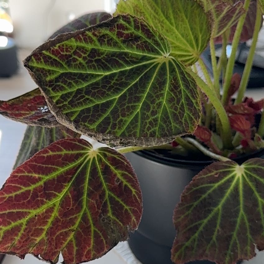 Photo of the plant species Begonia chloroneura by @AnewColocynth29 named Gregarious on Greg, the plant care app