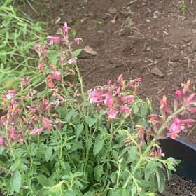 Photo of the plant species Common Snapdragon by @HollowBrooke named Sanders on Greg, the plant care app