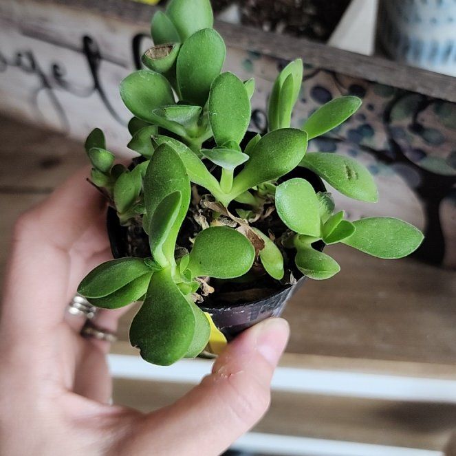 Photo of the plant species Crassula Platyphylla by @FunTexasthistle named Fernie Saunders on Greg, the plant care app