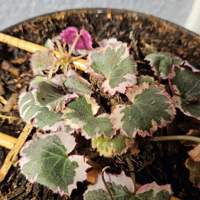 Plant care for Fiddle-Leaf Pelargonium on Greg, the plant care app
