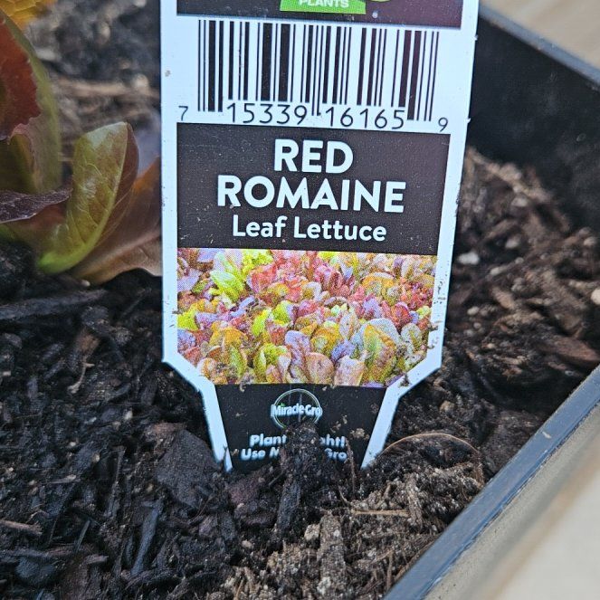 Photo of the plant species Red Romaine Lettuce by @VipCherrylaurel named Kardashian on Greg, the plant care app