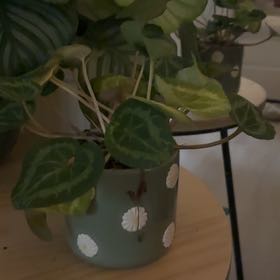 Photo of the plant species Cyclamen 'Illusia' by @DeluxeGuepinia named Illusia on Greg, the plant care app