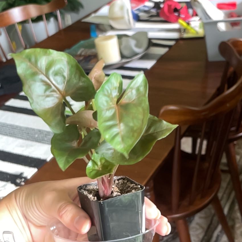 Photo of the plant species Sygonium Orm Nak by @HappyBlackmaire named Madonna on Greg, the plant care app