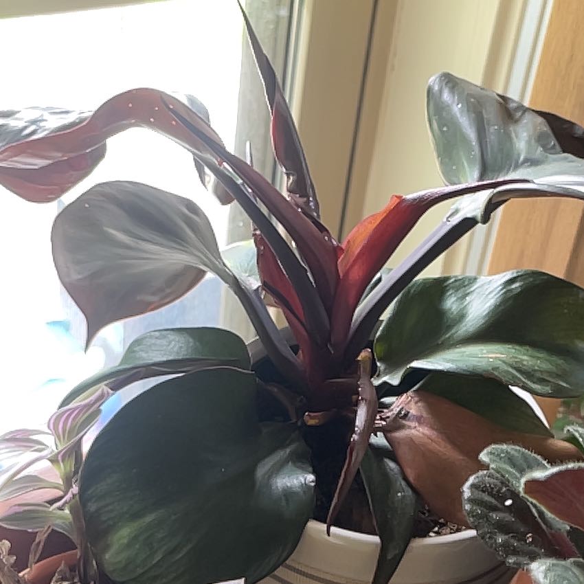 Photo of the plant species Red Heart Philodendron by @HappyBlackmaire named Shakira on Greg, the plant care app