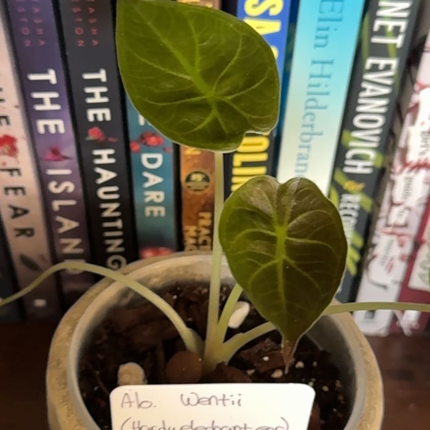 Photo of the plant species Alocasia Wentii Sunset by @TopNootkalupine named Shakira on Greg, the plant care app