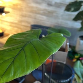 Photo of the plant species Alocasia Black Cobra by @Umbrellabamboo named Leaf Erickson on Greg, the plant care app