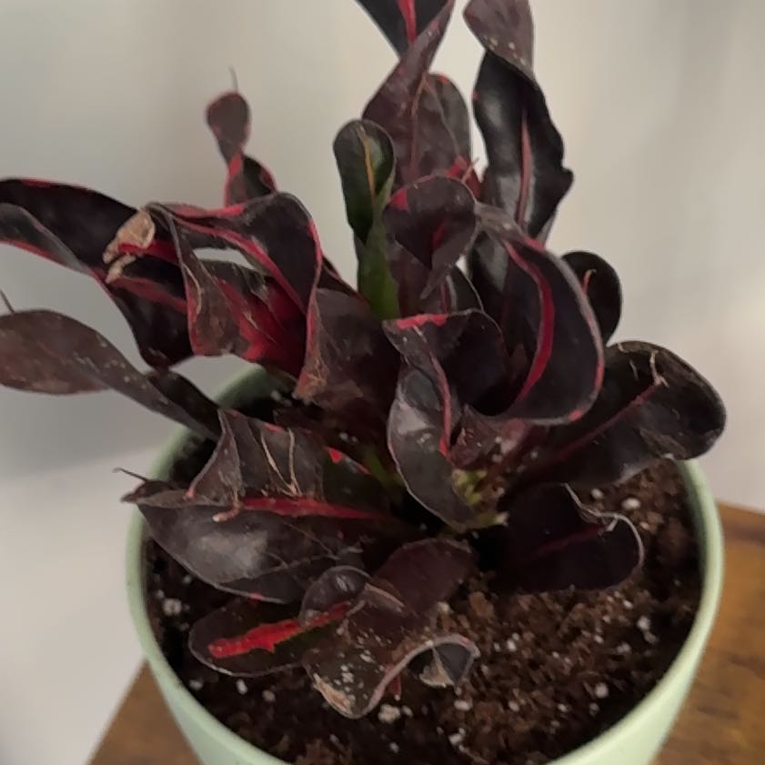 Photo of the plant species Mammy Croton by @Umbrellabamboo named Diana on Greg, the plant care app