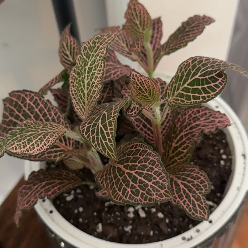 Photo of the plant species Juanita Nerve Plant by @Umbrellabamboo named Juanita on Greg, the plant care app