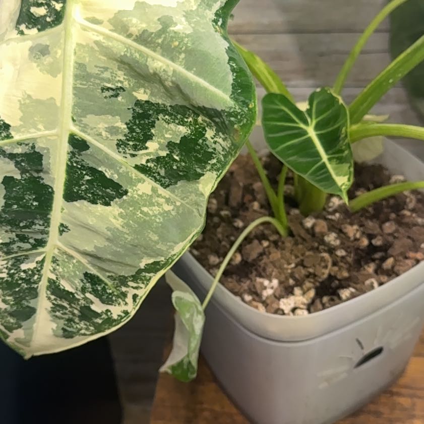 Photo of the plant species Variegated Alocasia frydek by @Umbrellabamboo named Denali on Greg, the plant care app