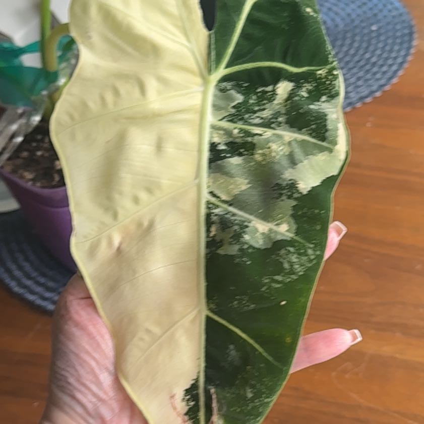 Photo of the plant species Variegated Alocasia frydek by @Umbrellabamboo named Sonora on Greg, the plant care app