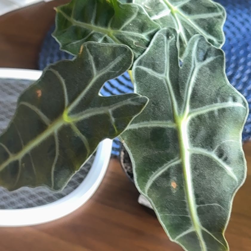 Photo of the plant species Africian Black Mask by @Umbrellabamboo named Gobi on Greg, the plant care app