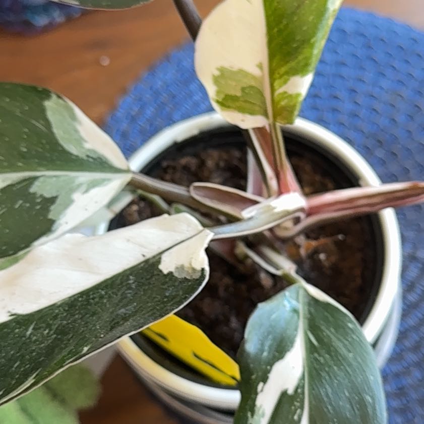 Photo of the plant species White Knight by @Umbrellabamboo named Sir Plant on Greg, the plant care app