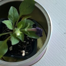 Photo of the plant species Dwarf Morning-Glory by @HotSoftcane21 named Miley on Greg, the plant care app