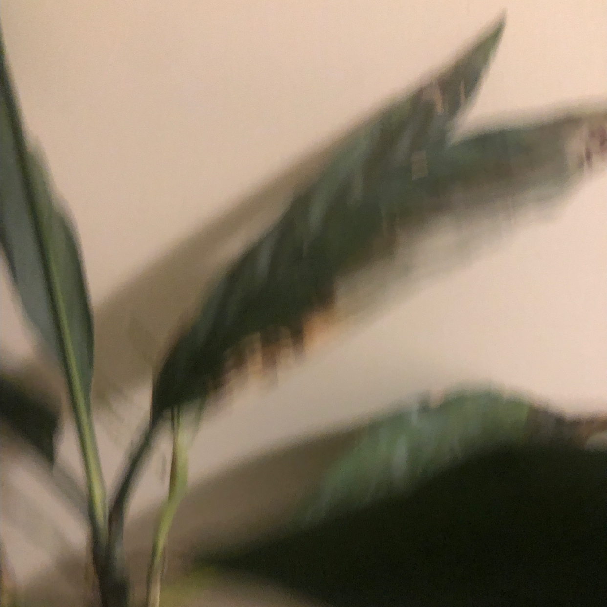 Photo of the plant species Metal Palm Tree by @DollBittermelon named Darwin on Greg, the plant care app