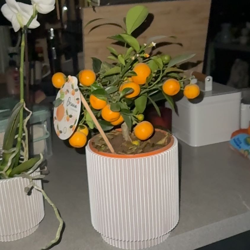 Photo of the plant species Mini Orange Tree by @JustifiedCorn60 named Blanchly on Greg, the plant care app