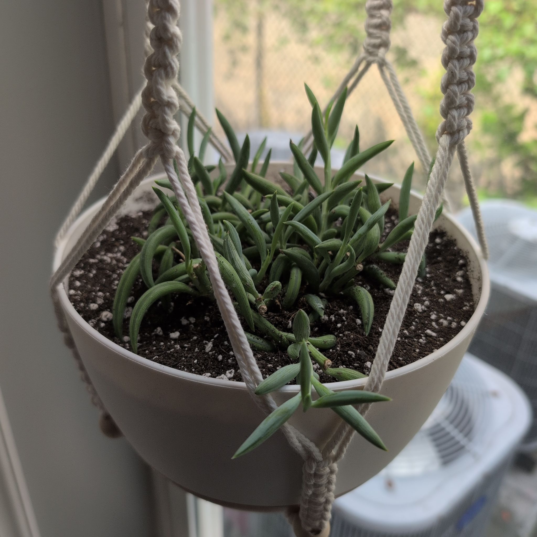Photo of the plant species String of Fishhooks by @julina named Forrest on Greg, the plant care app