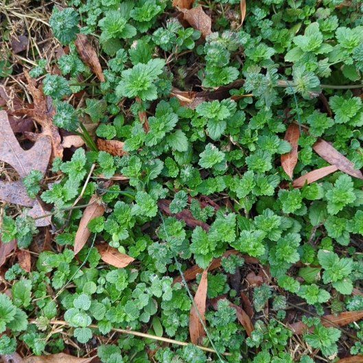 Photo of the plant species Ivy-Leaved Speedwell by @DrivenWolfsmilk named Remington on Greg, the plant care app