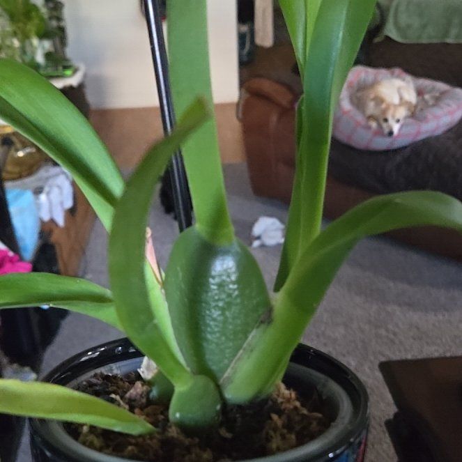 Photo of the plant species Oncidium HOF by @RealSugarcane named Elle on Greg, the plant care app