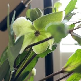 Photo of the plant species Green Hellebore by @YesHairyleafcup named Foxxy on Greg, the plant care app