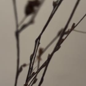 Photo of the plant species Beechdrops by @YesHairyleafcup named Aristotle on Greg, the plant care app