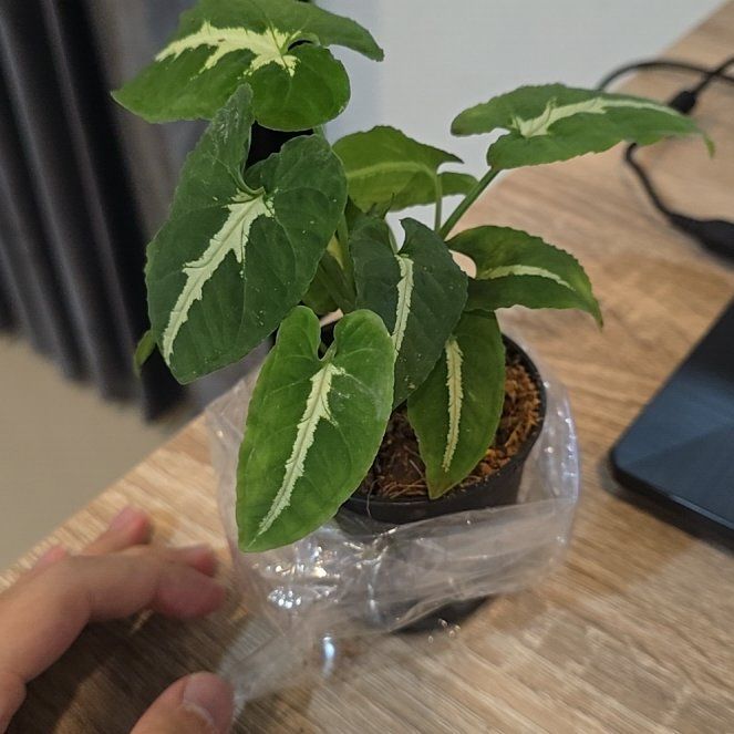 Photo of the plant species Arrrowhead Plant by @WorthyPoisonpie named Mollie on Greg, the plant care app