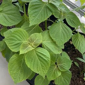 Photo of the plant species Korean Perilla by @ReveredMonstera named Khaleesi on Greg, the plant care app