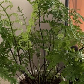 Photo of the plant species Mother Fern by @TotalCrossberry named Duke on Greg, the plant care app