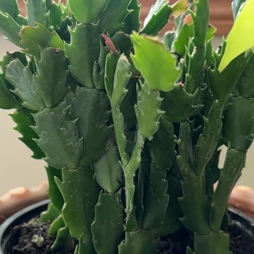 Planty