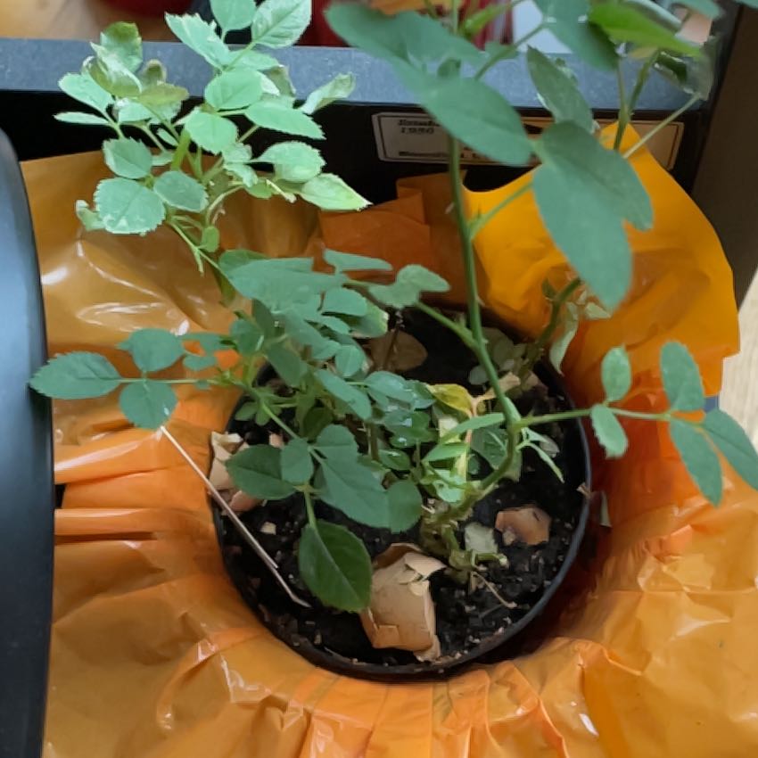 Photo of the plant species mini rose by @VastPomegranate named Messi on Greg, the plant care app