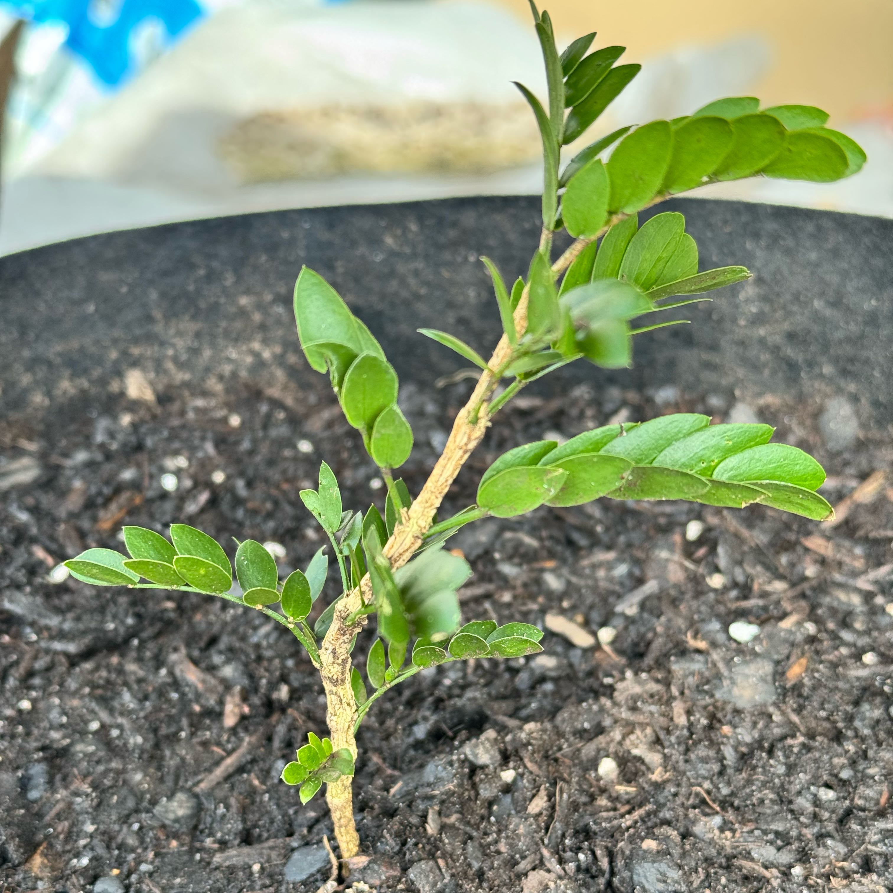 Plant care for Arabian Caltrop on Greg, the plant care app