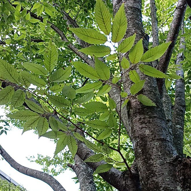 Photo of the plant species Japanese Zelkova by @TastefulFanmoss named Tree Diddy on Greg, the plant care app