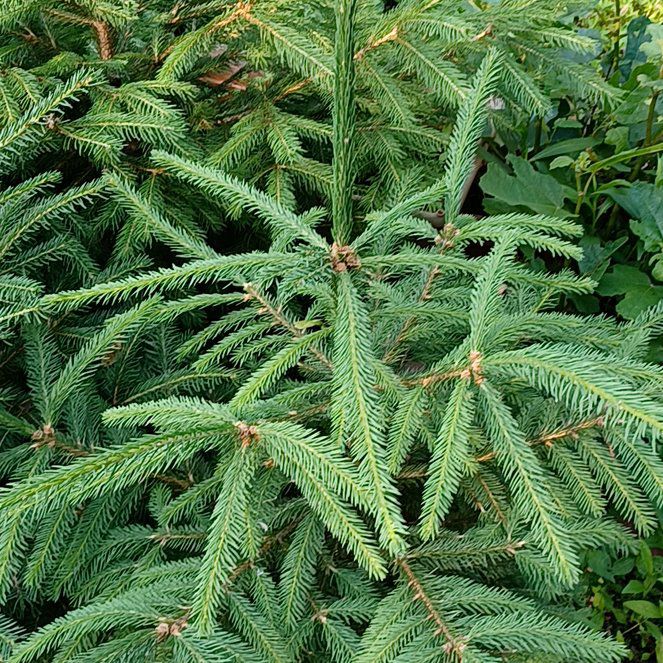 Photo of the plant species Eastern Spruce by @TastefulFanmoss named Delilah on Greg, the plant care app