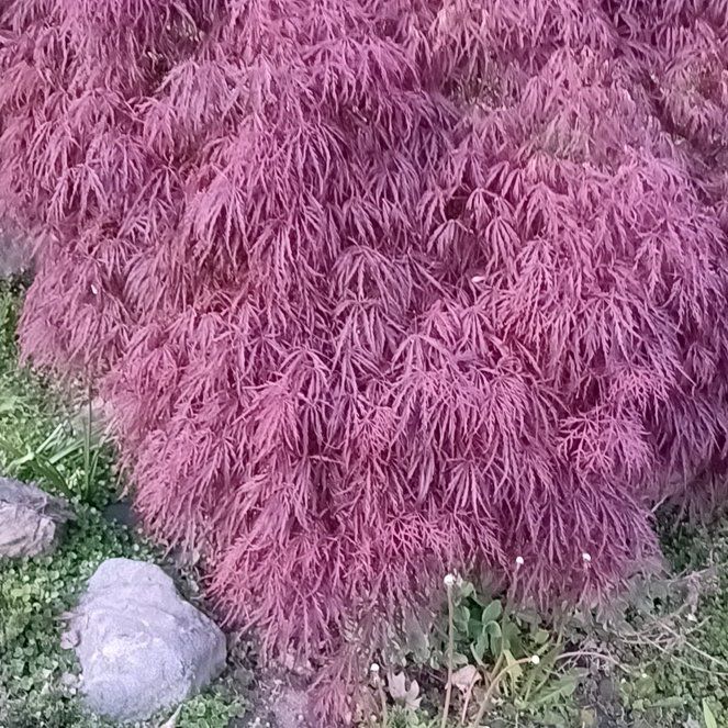 Photo of the plant species Japanese Maple by @TastefulFanmoss named Gomez on Greg, the plant care app