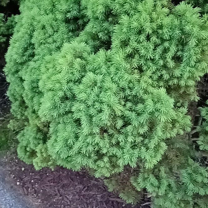 Photo of the plant species Parsley Fern by @TastefulFanmoss named Stella on Greg, the plant care app